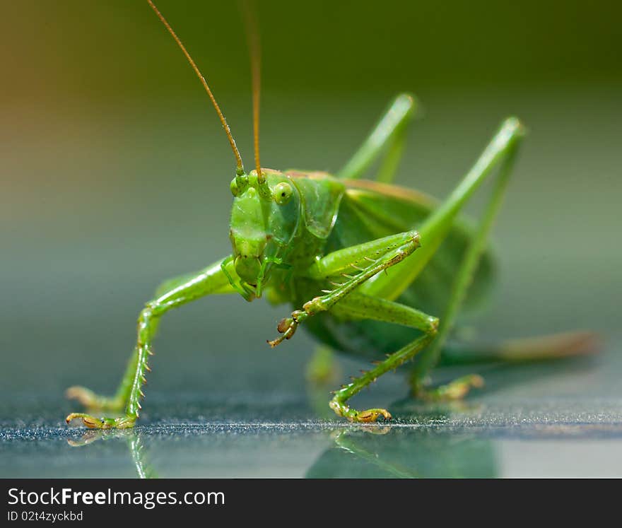 Close-up shot of a grasshopper sitting on a shiny surface. Close-up shot of a grasshopper sitting on a shiny surface