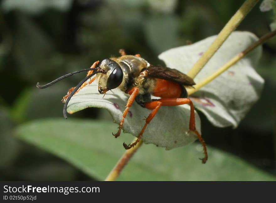 Wasp resting on a mint leaf outside in a garden.