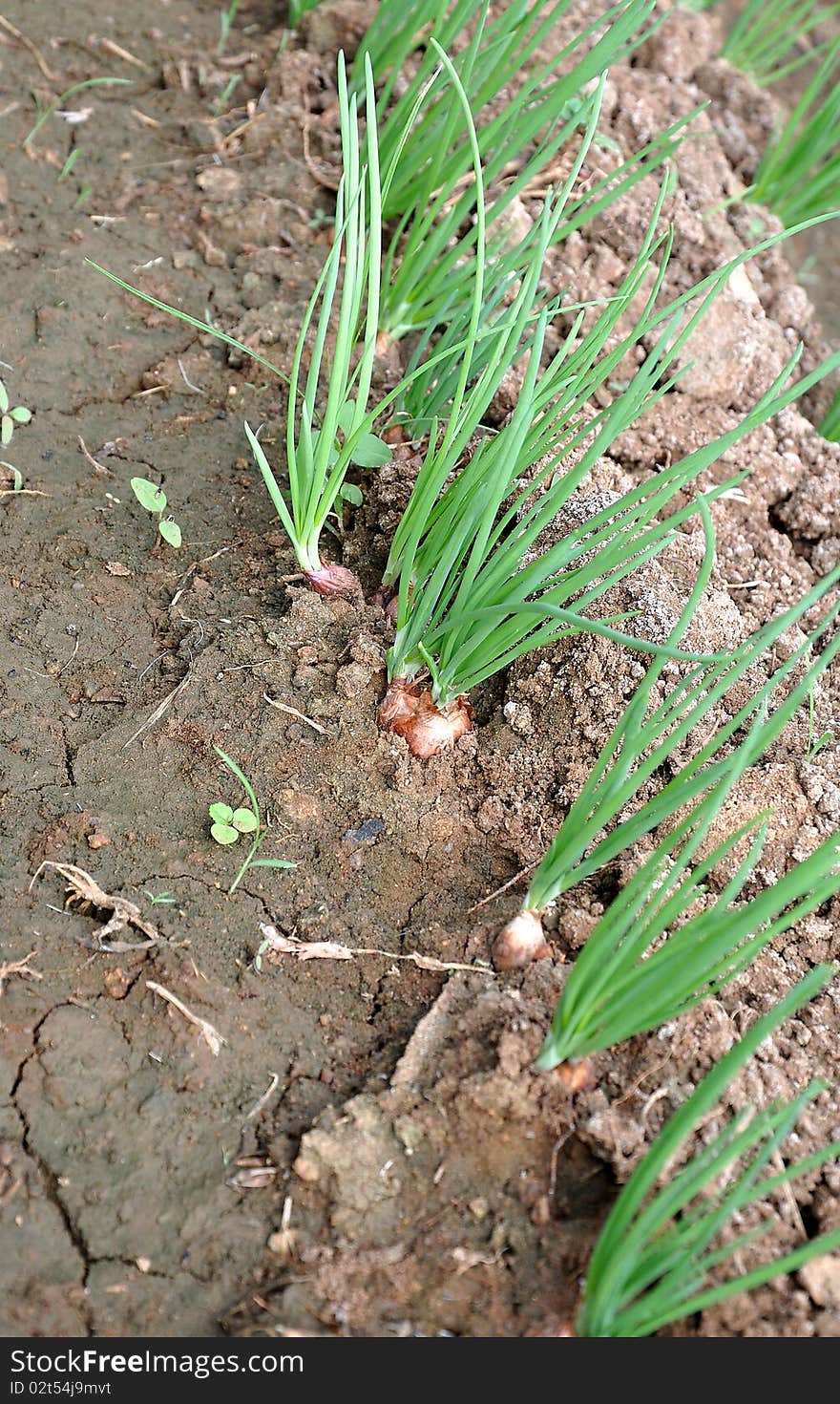 Onion Plant