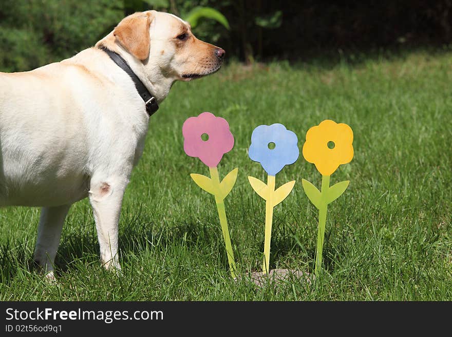 Three colorful artificial flowers on the grass background with white dog. Three colorful artificial flowers on the grass background with white dog