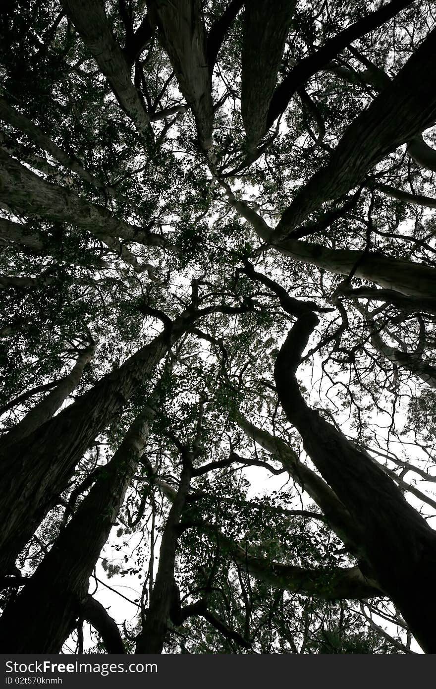 Black Peppermint Eucalyptus Trees Haleakala National Park