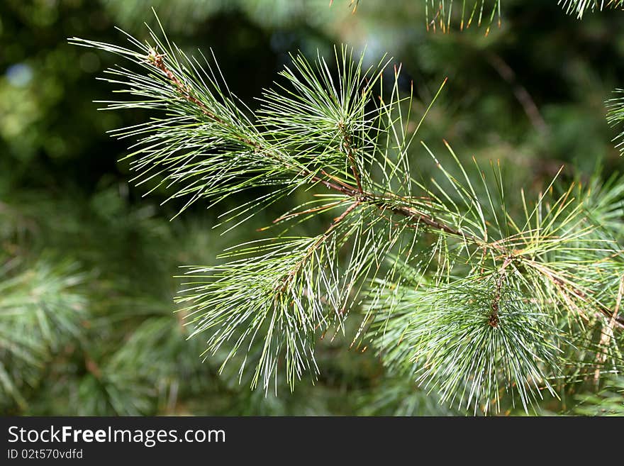 A branch of a pine tree