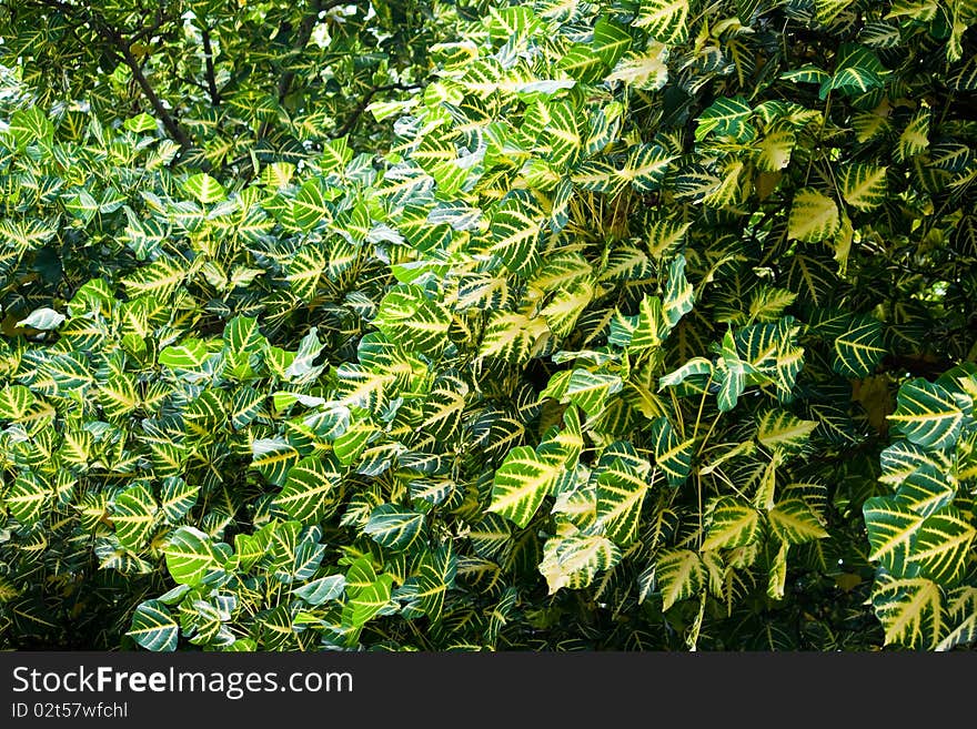 The plants leaf have a green and red colour