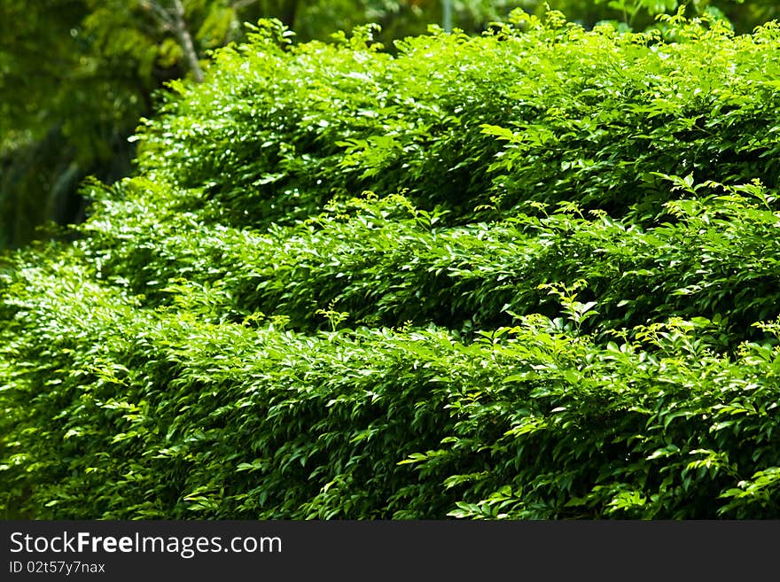 The plants in the garden. The plants in the garden