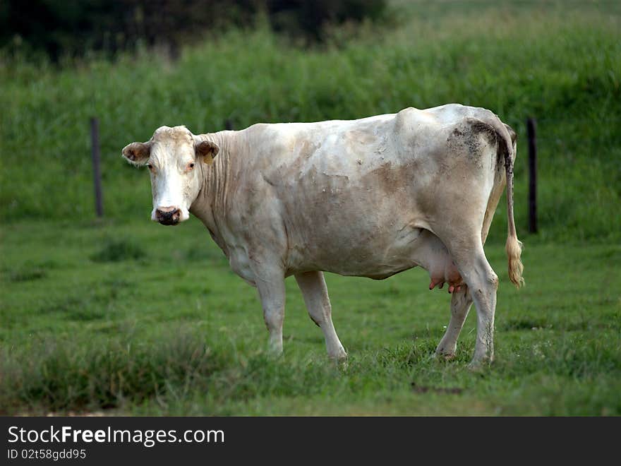 Dairy Cow