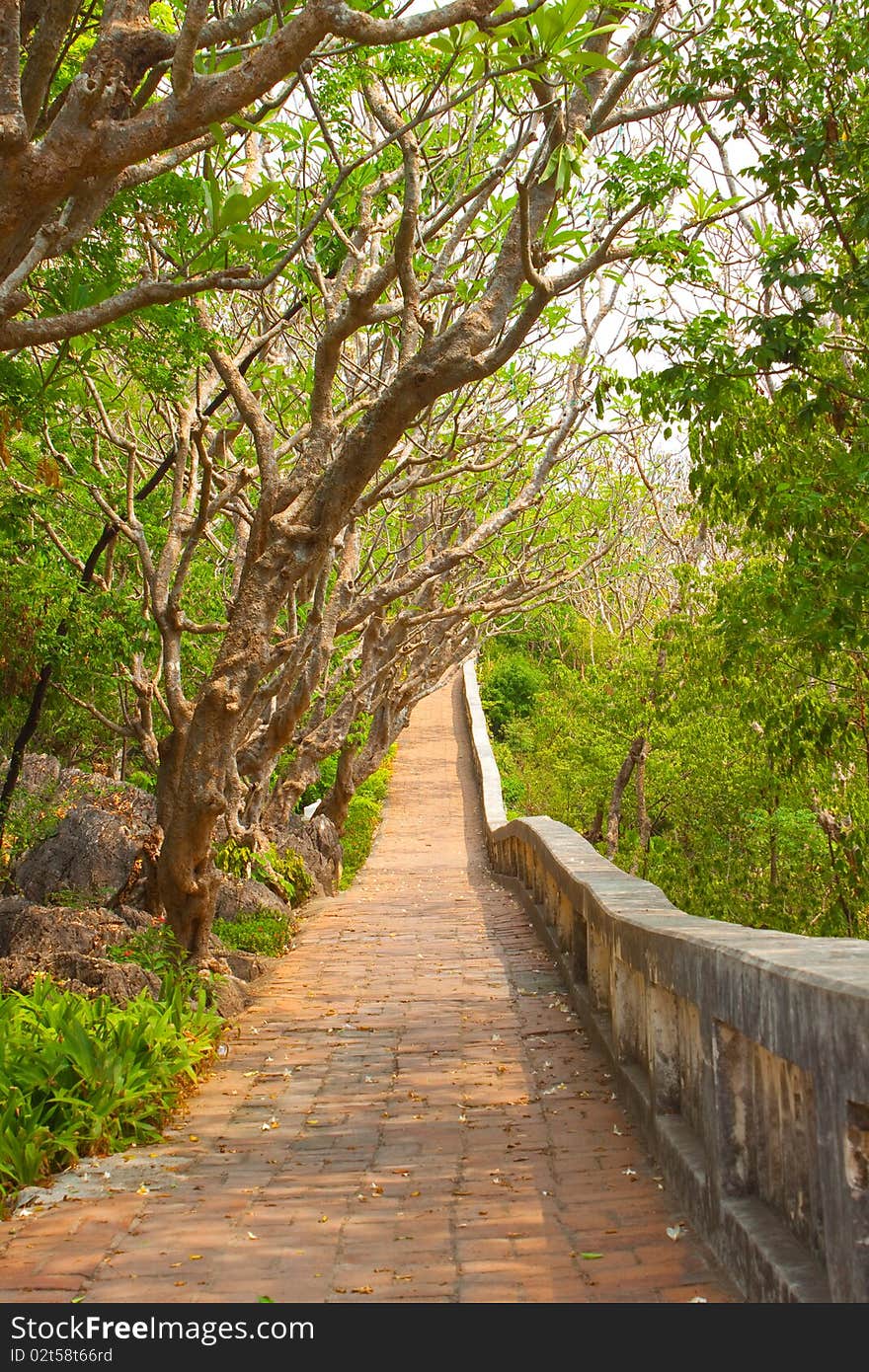 The path lie down under the thicket of  frangipani(spa flowers). The path lie down under the thicket of  frangipani(spa flowers).