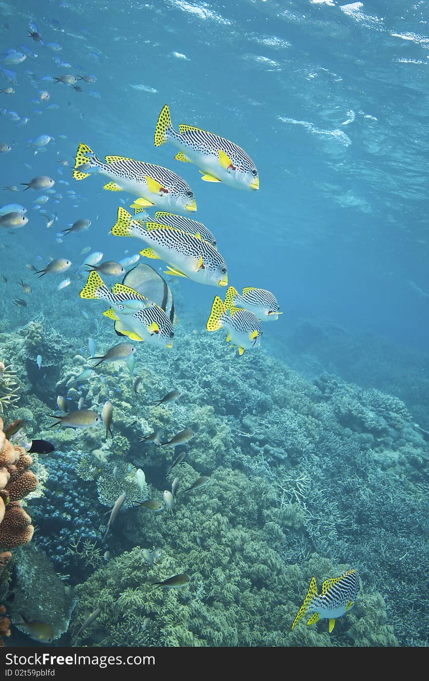 Diagonal banded sweetlips fish