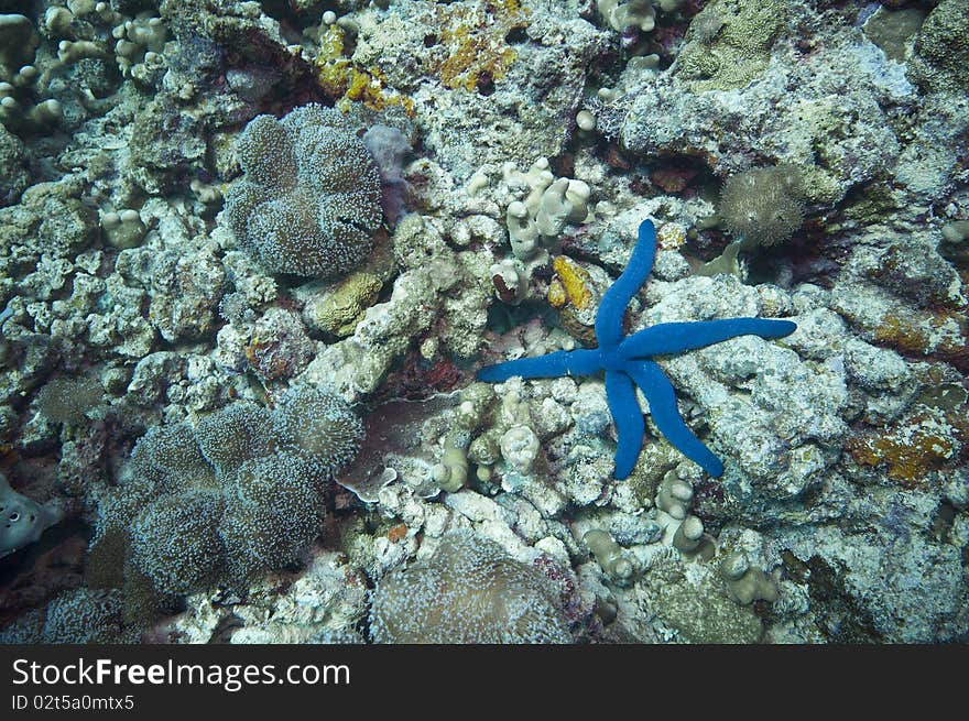 Blue starfish, great barrier reef