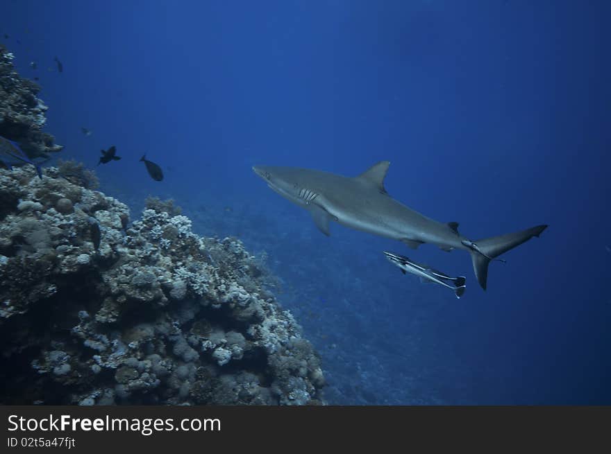 Grey reef shark, great barrier reef