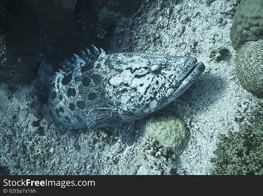 Giant Potato Cod