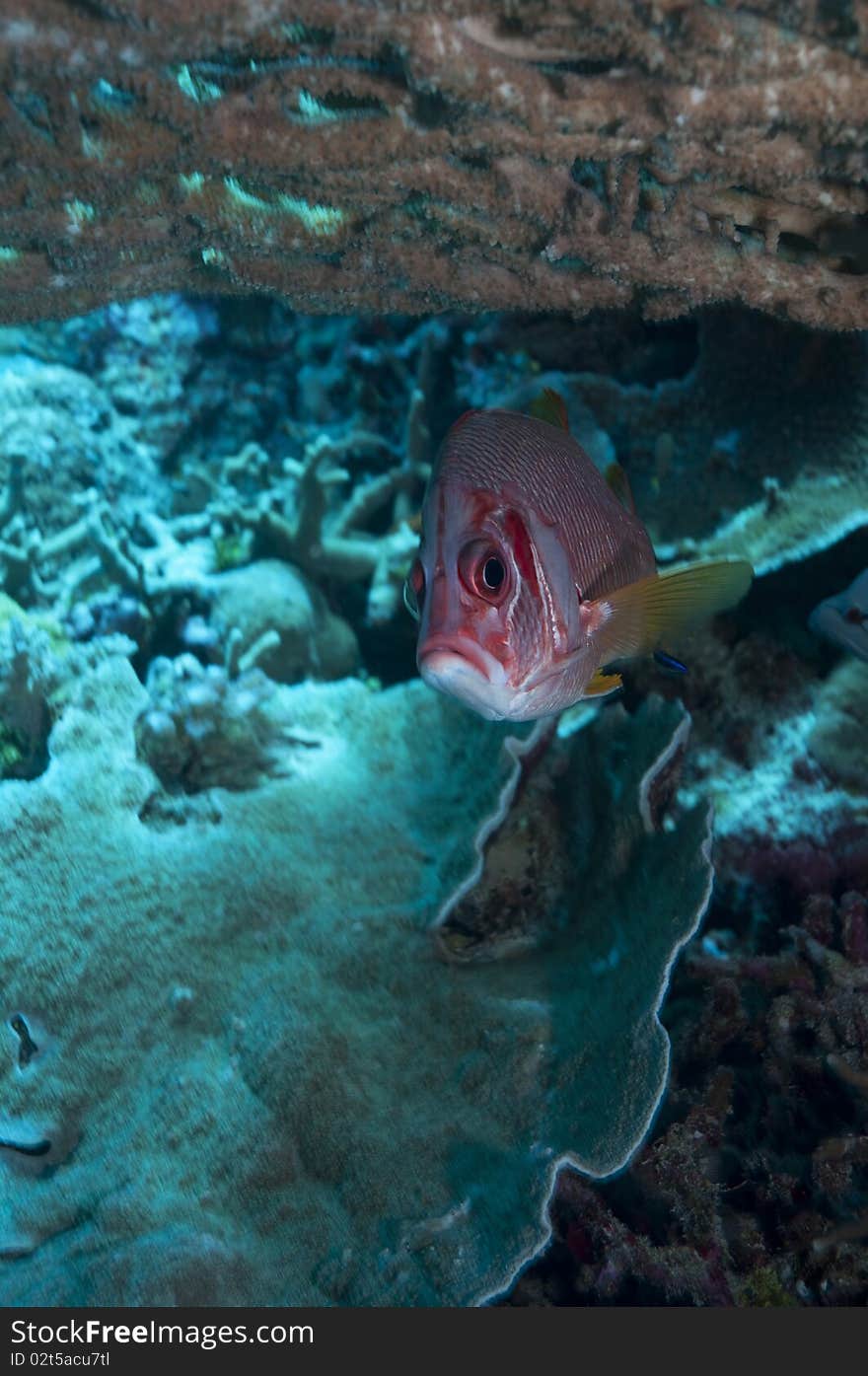 Diving The Great Barrier Reef