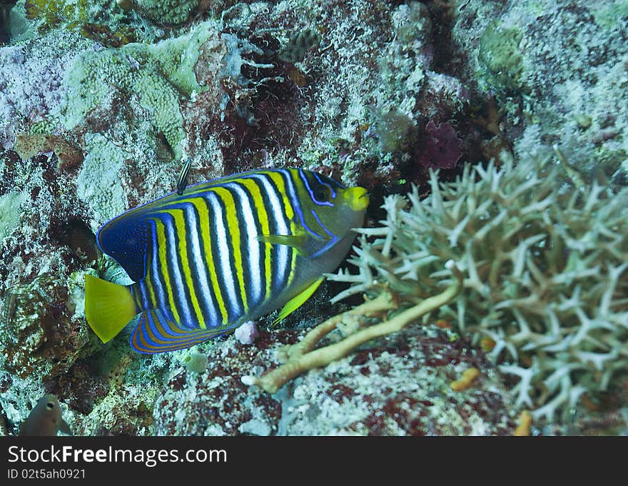 Fish over Coral reef, australia