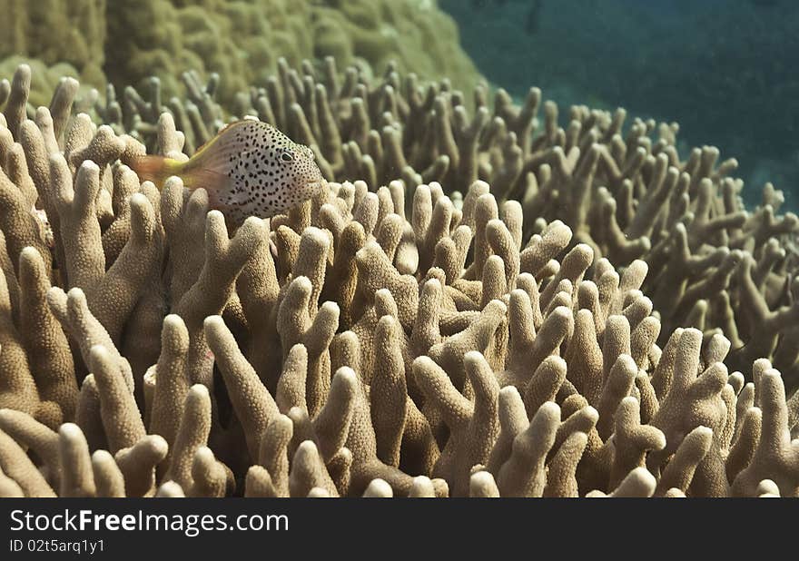 Fish Over Coral Reef, Australia