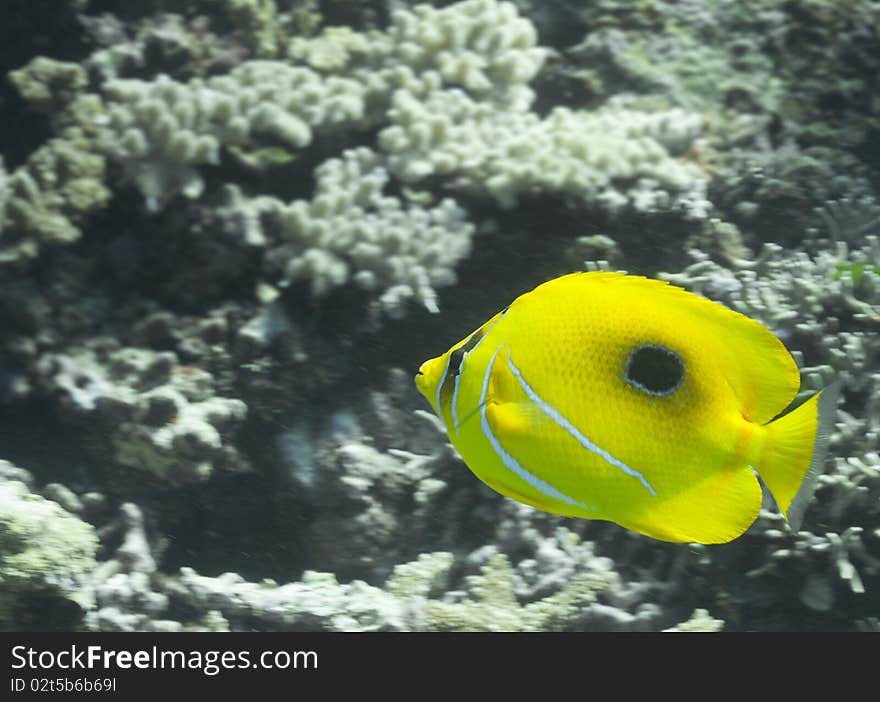 Fish over Coral reef, australia