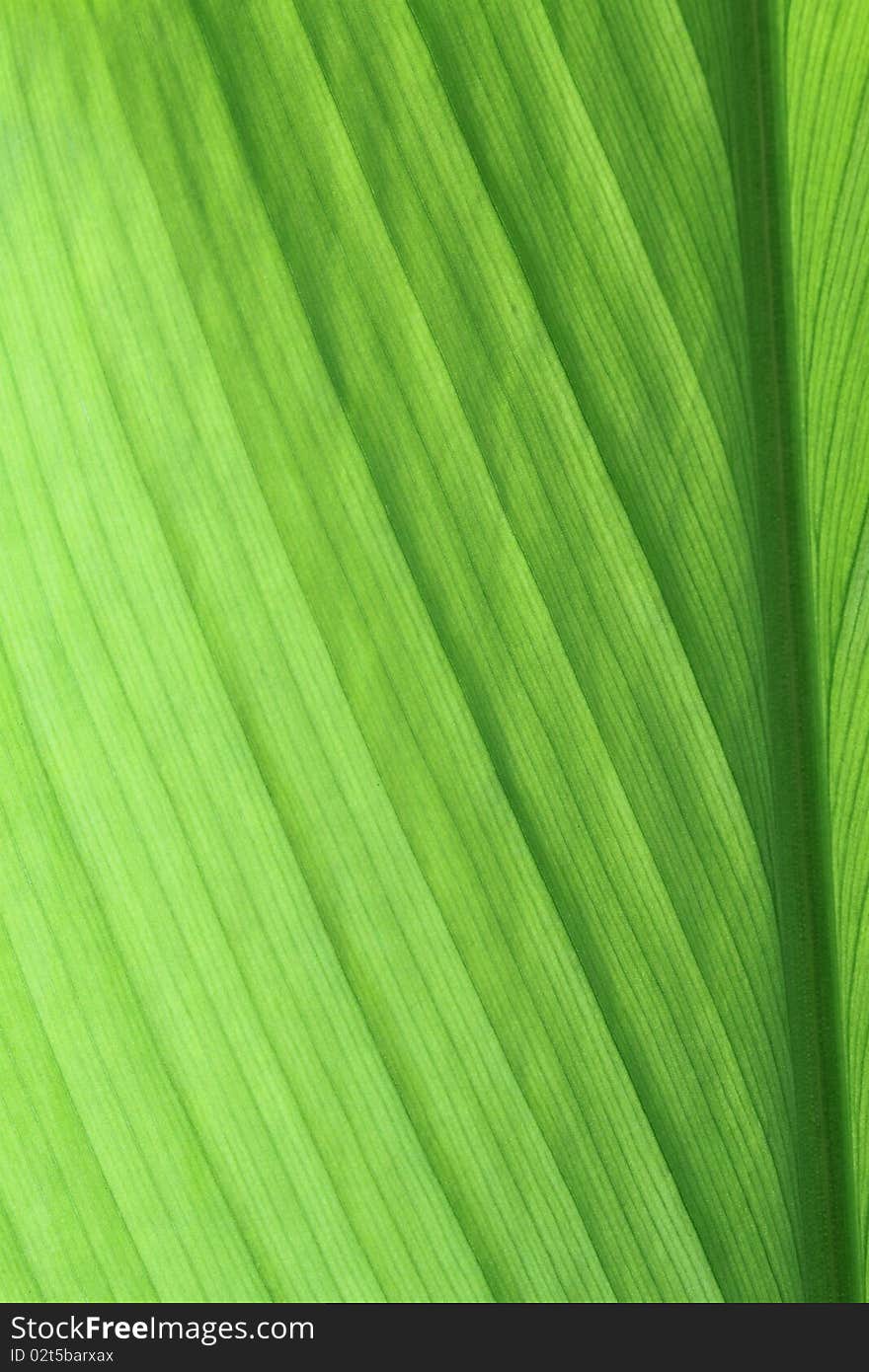 Closs up green leaf background