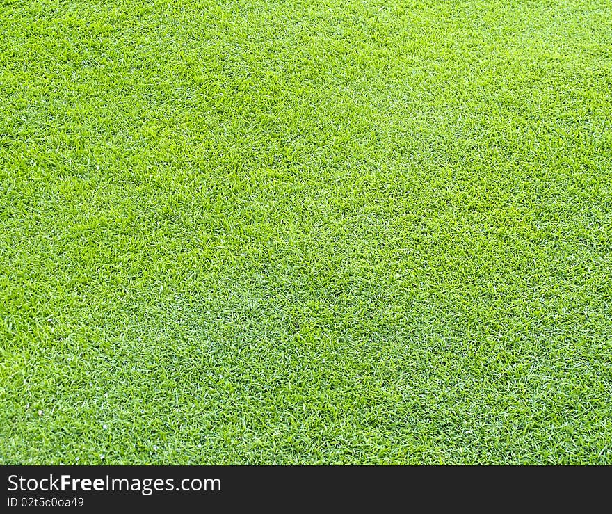 Closely mowed lawn as texture or background. Closely mowed lawn as texture or background