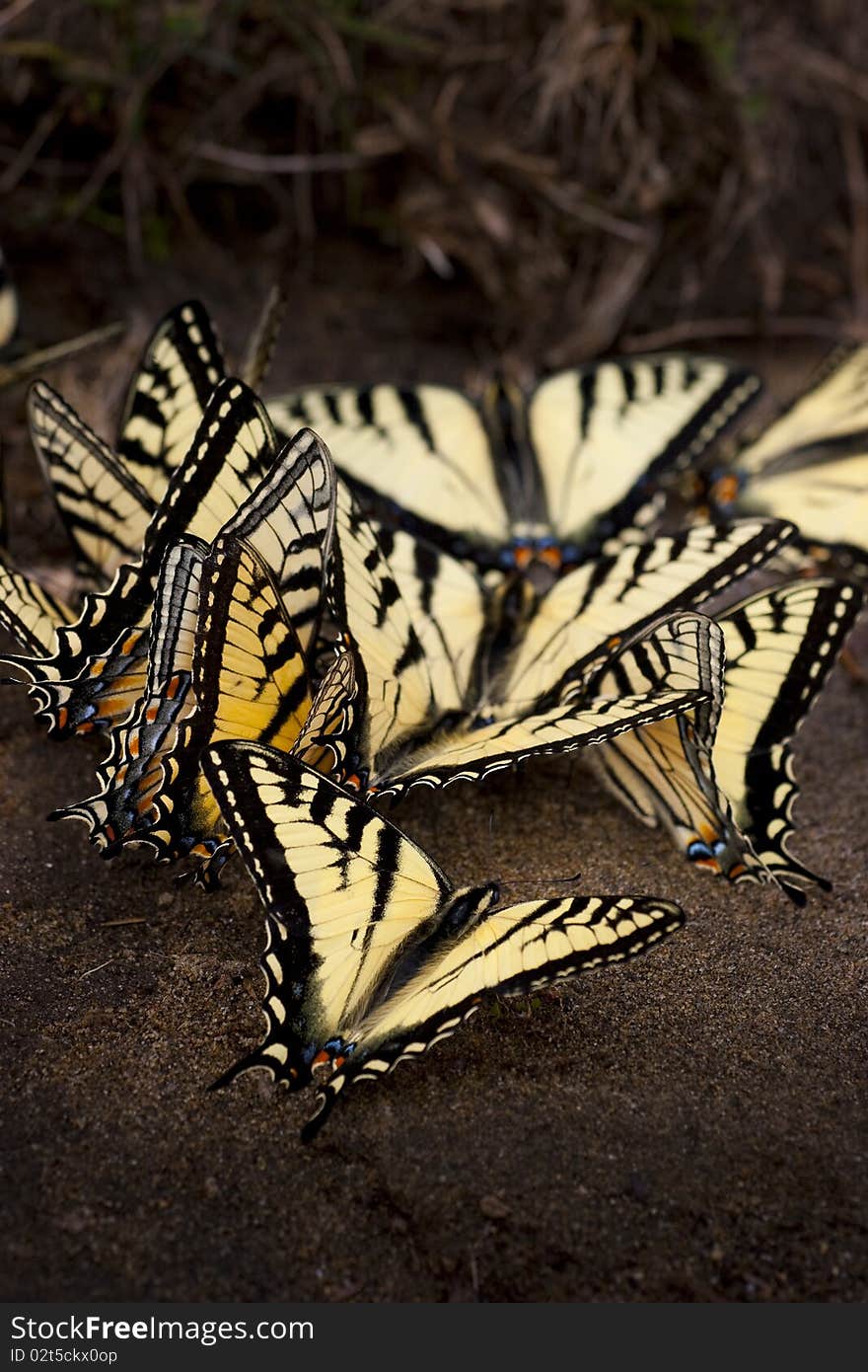 Group of butterflies on the ground