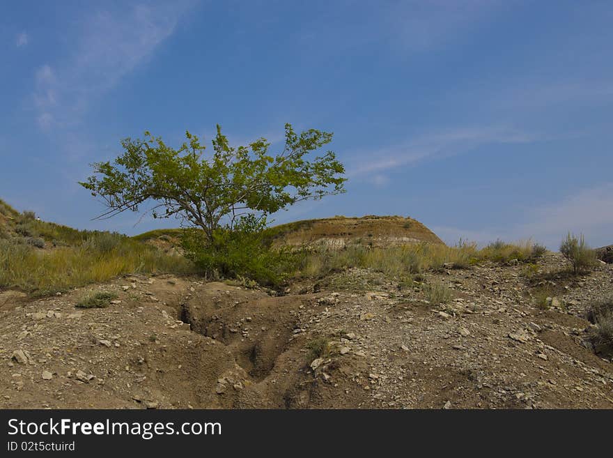 Desert Tree in the Badlands of Dinosaur Provincal Park, Alberta, Canada