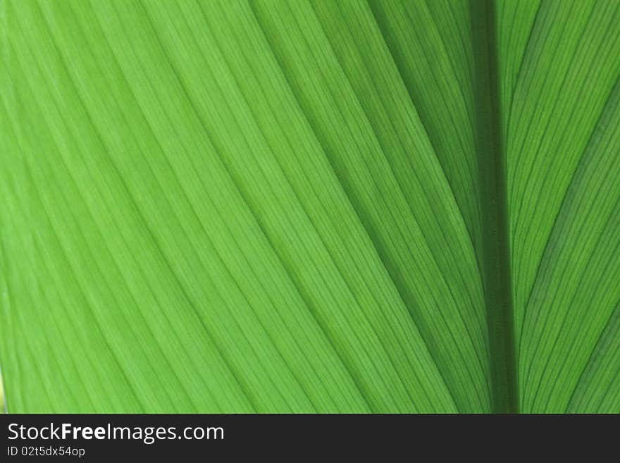 Closs up green leaf background