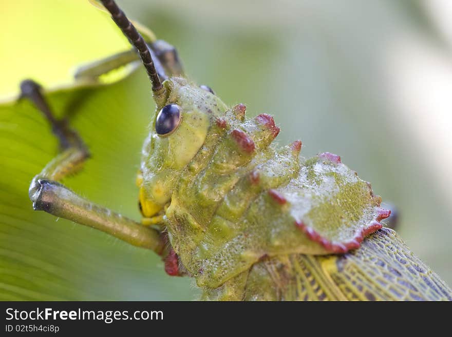 Locust On Banana Leaf