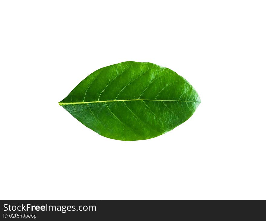 Jackfruit leaves early