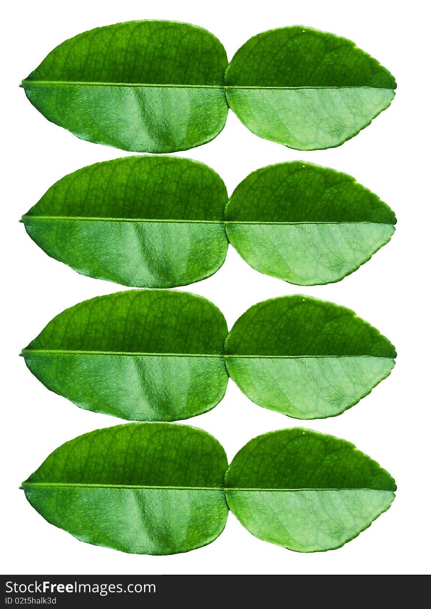 Lime leaves