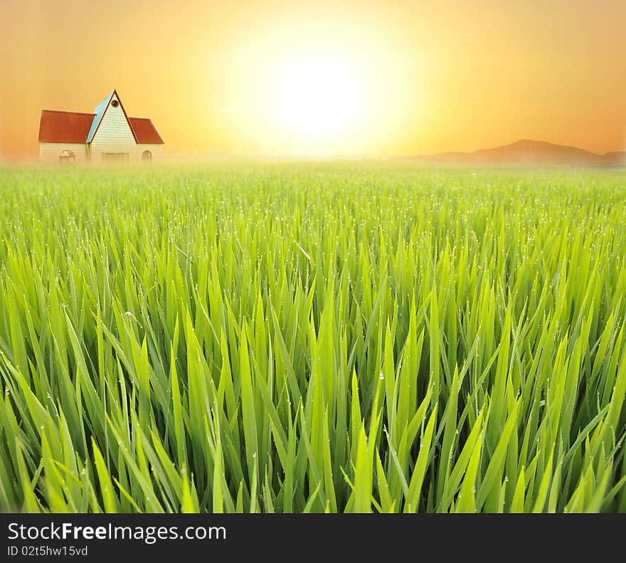 The beautiful paddy field in the morning. The beautiful paddy field in the morning