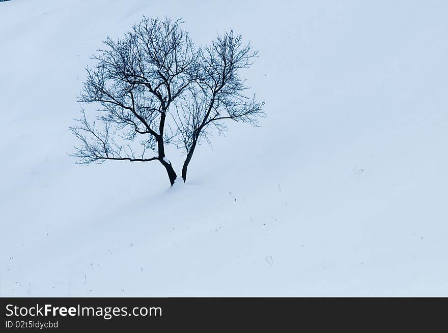 Abstract Tree on Snow