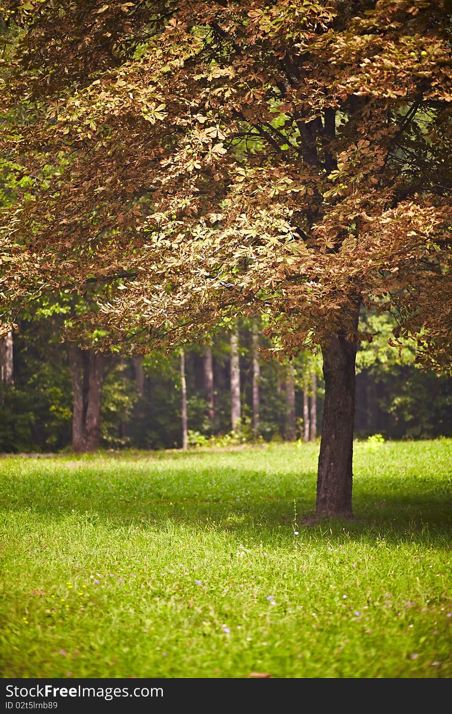 Sumptuous tree with yellowing leaves