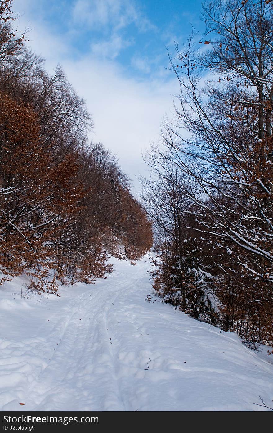 Path in Forest in Winter