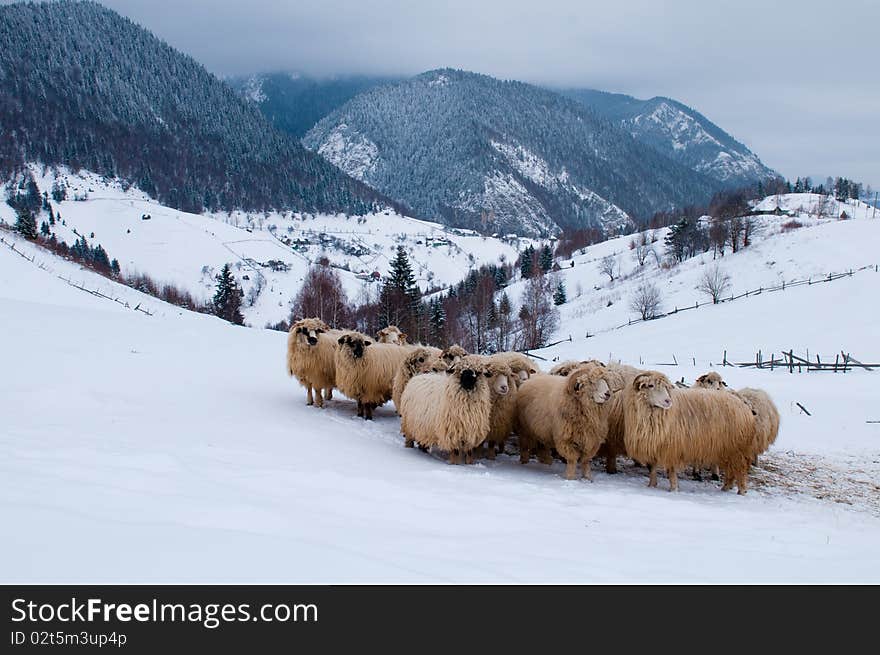 Sheep Flock in Mountain, in Winter