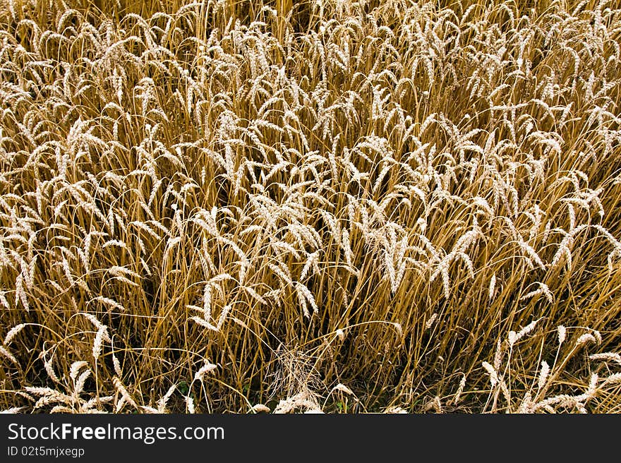 Background from the ripened ears of a grain plant. Background from the ripened ears of a grain plant