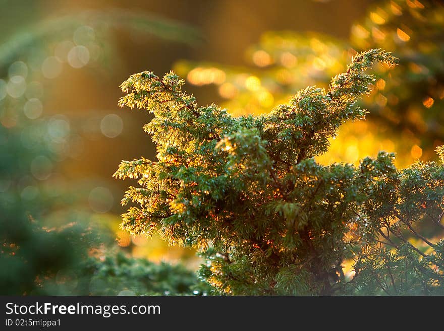 Close-up of pine branches with