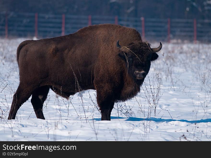 European Bison (Bison bonasus) in Winter time