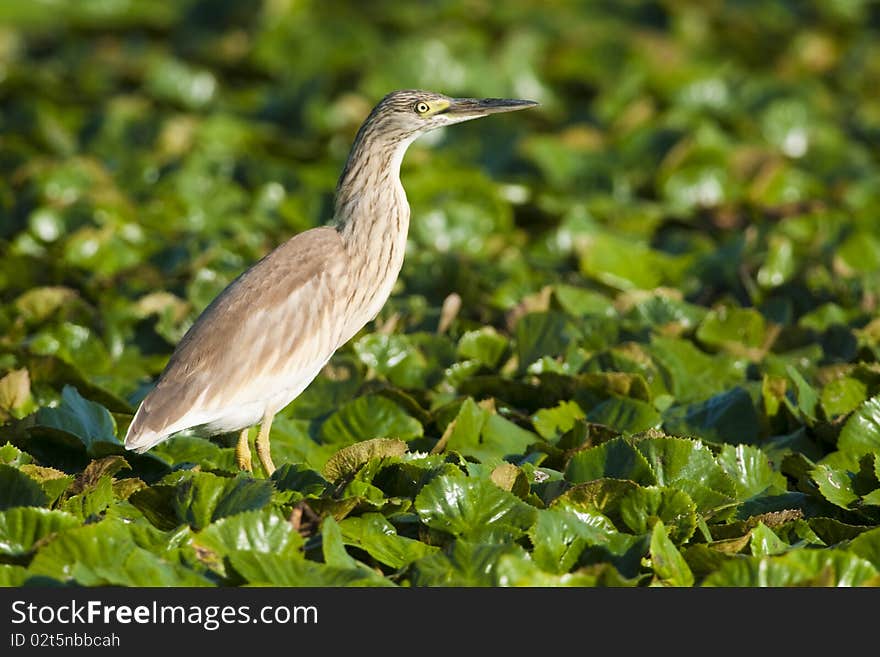 Silky or Squacco Heron