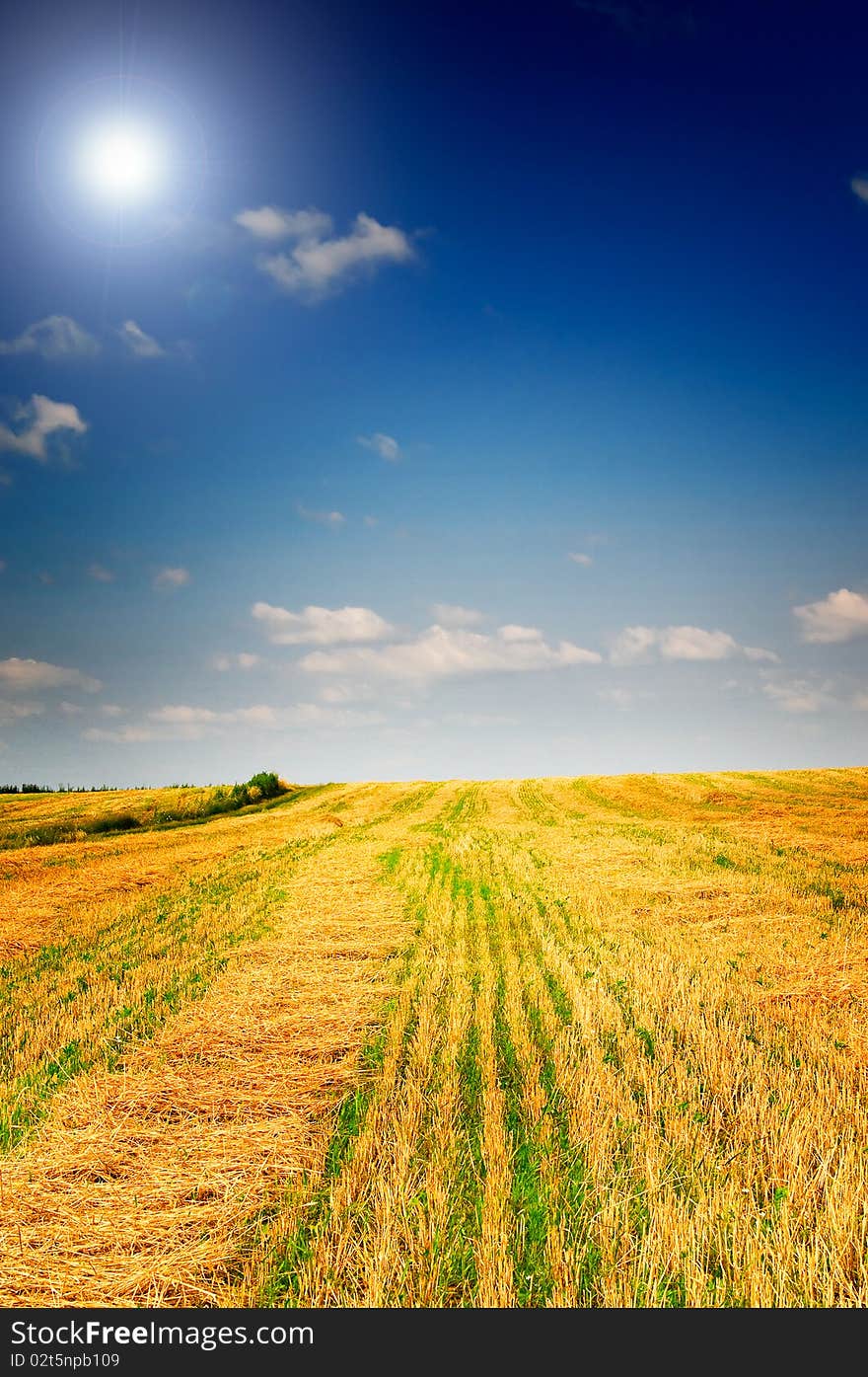 Harvest of wheat and stubble by summertime. Harvest of wheat and stubble by summertime.