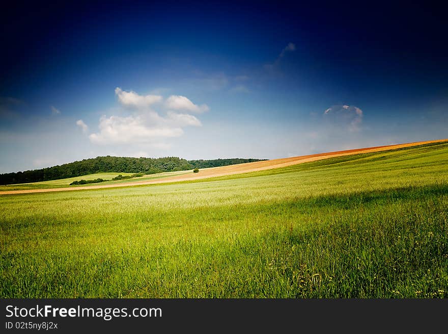 Fine Summer Landscape.