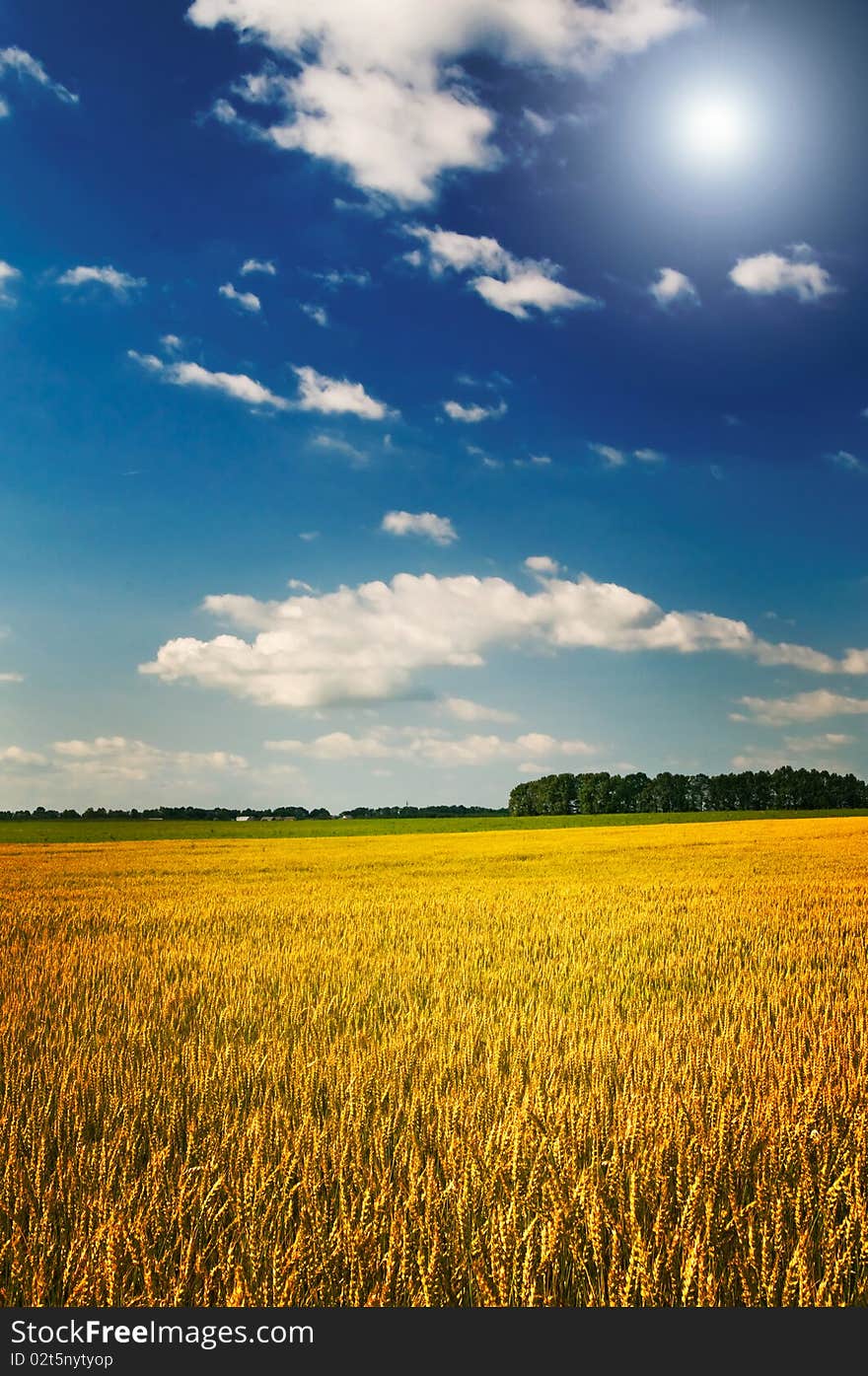 Amazing Yellow Field Of Wheat.