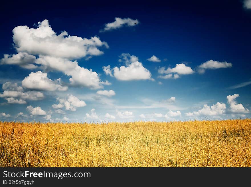 Fine Harvest Of Golden,ripe Oats.