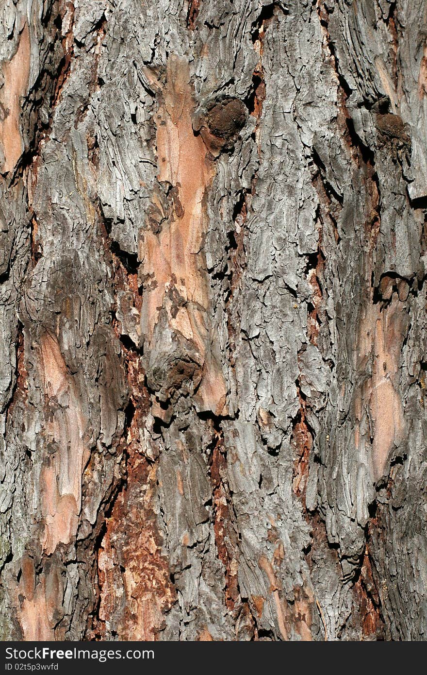 Tree bark as a background