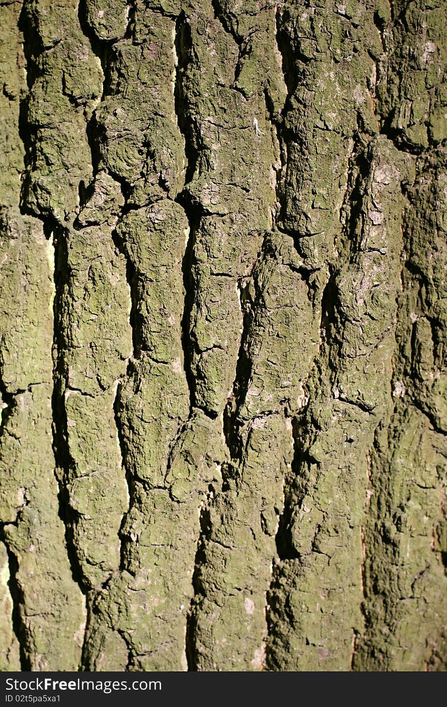 Tree bark as a background