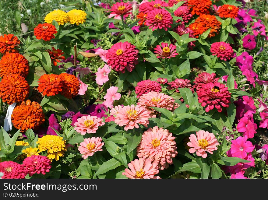 Marigold flowers in a garden