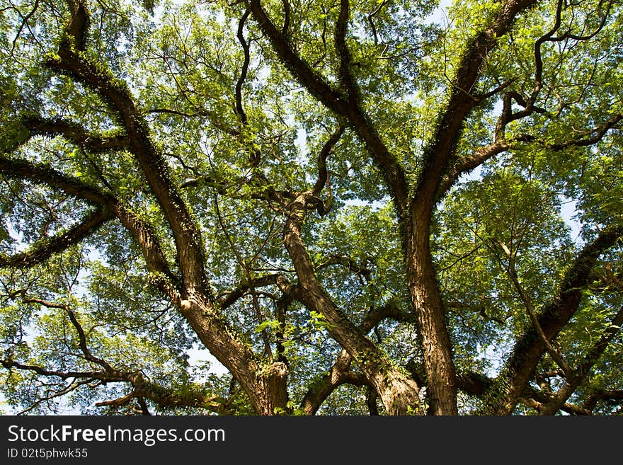 Under the tree