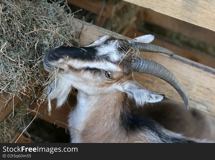 Goat head close up at a farm