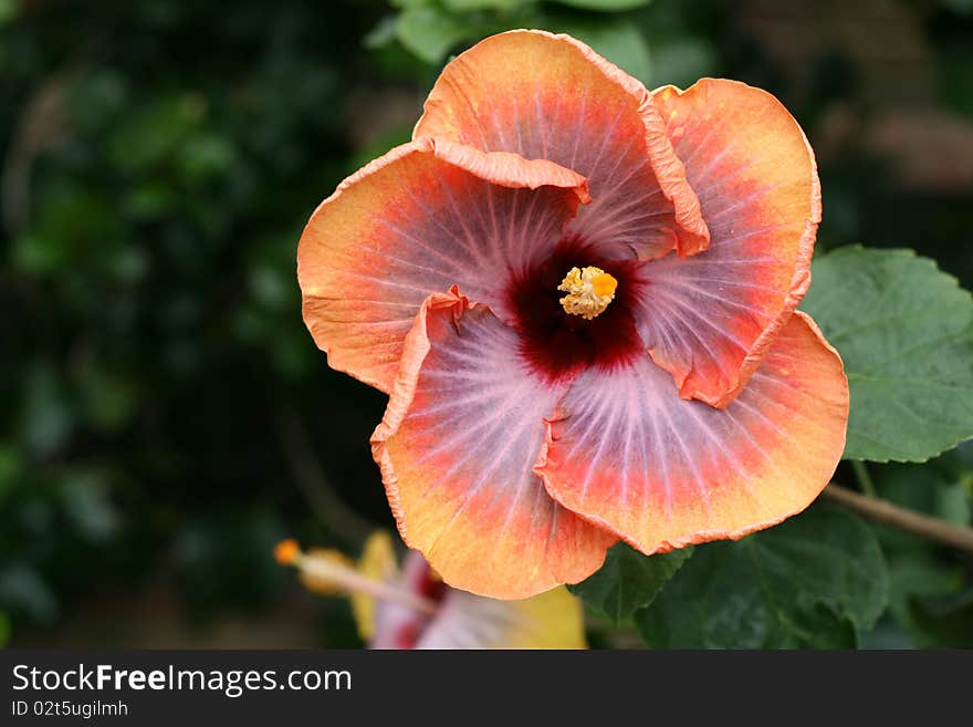 Chinese Hibiscus