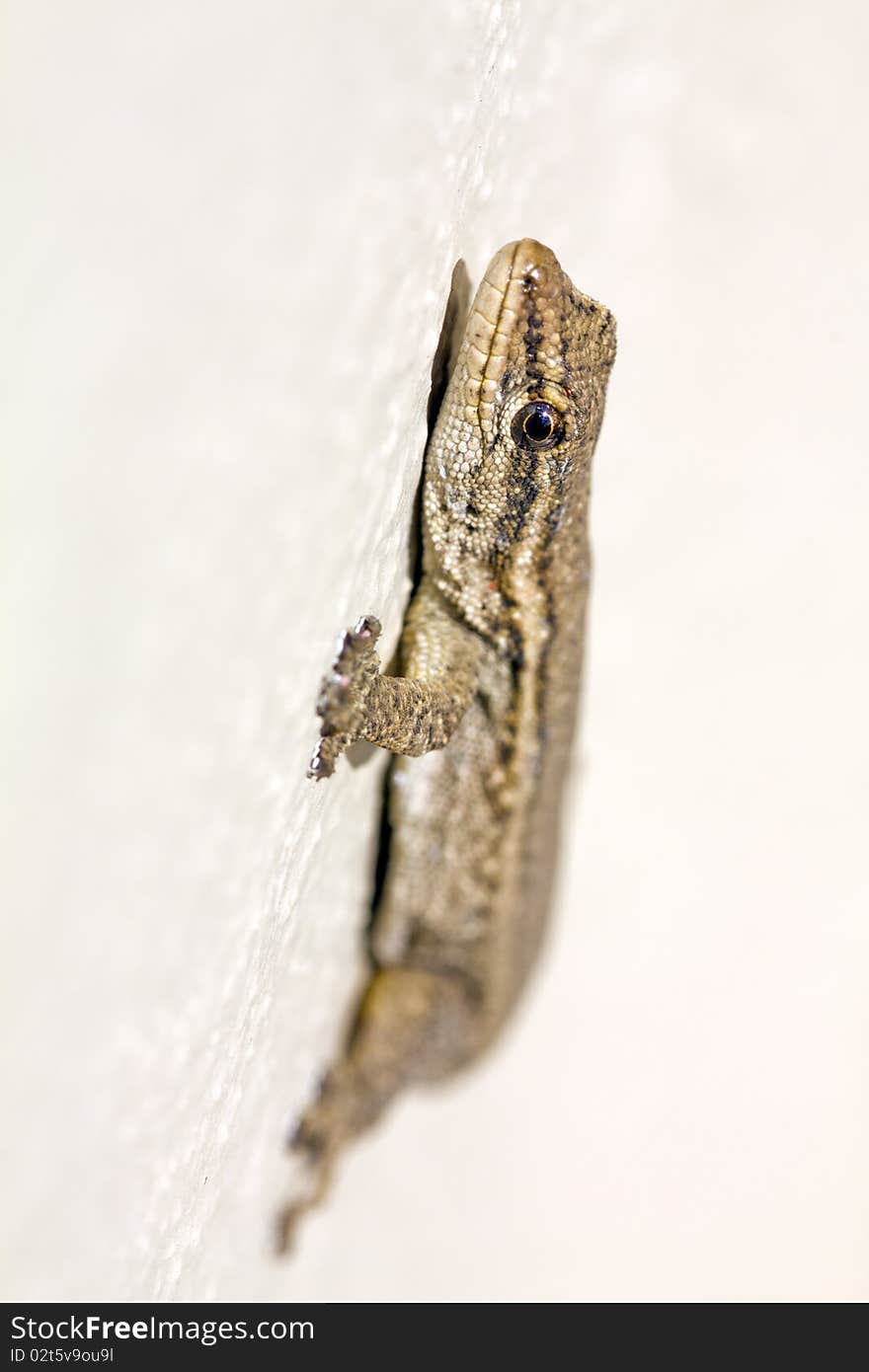 Common Lizard (Juvenile)