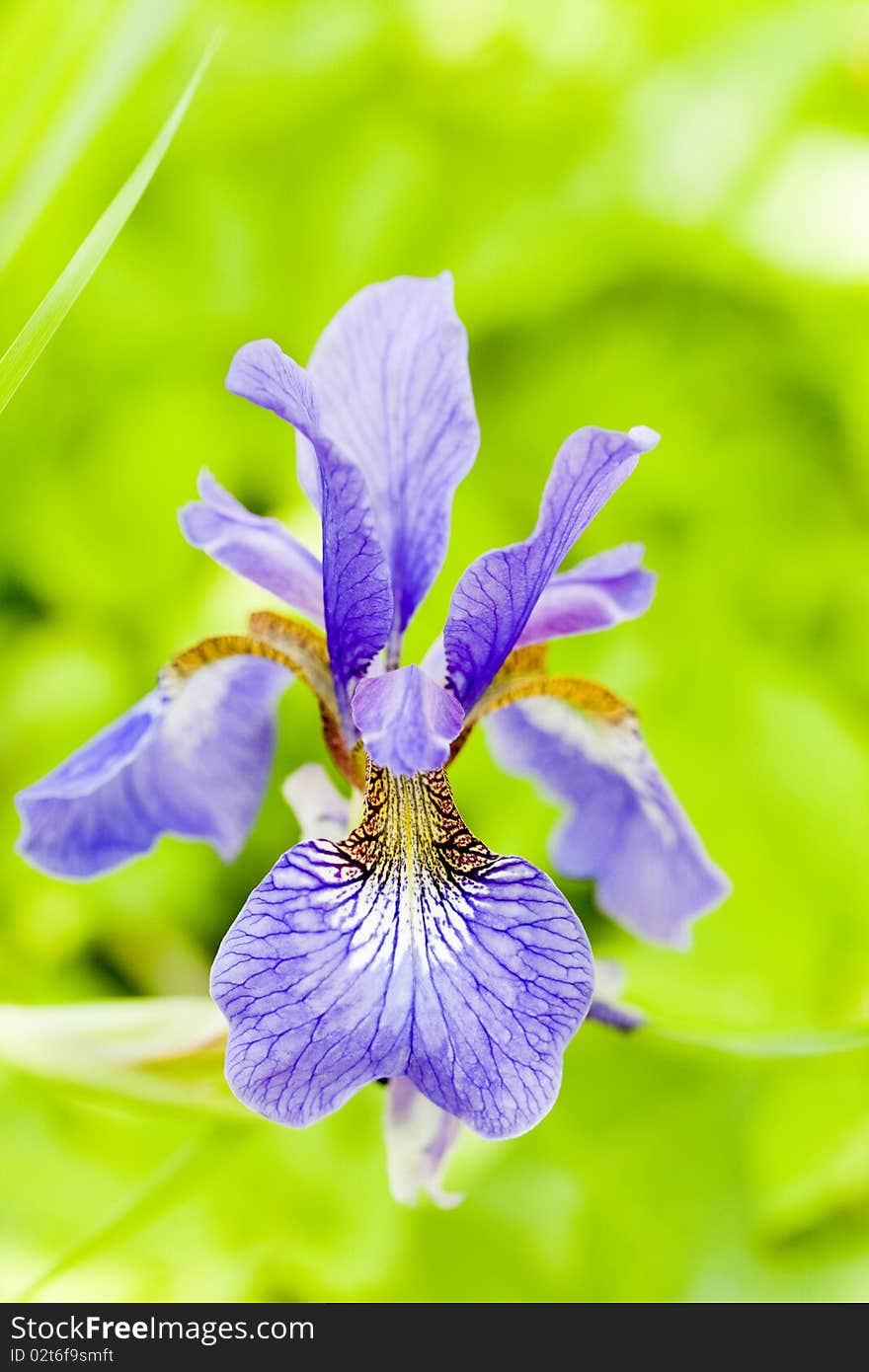 Siberian Iris