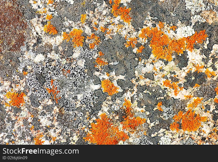 Lichen growth on marble stones in average Asia. Lichen growth on marble stones in average Asia