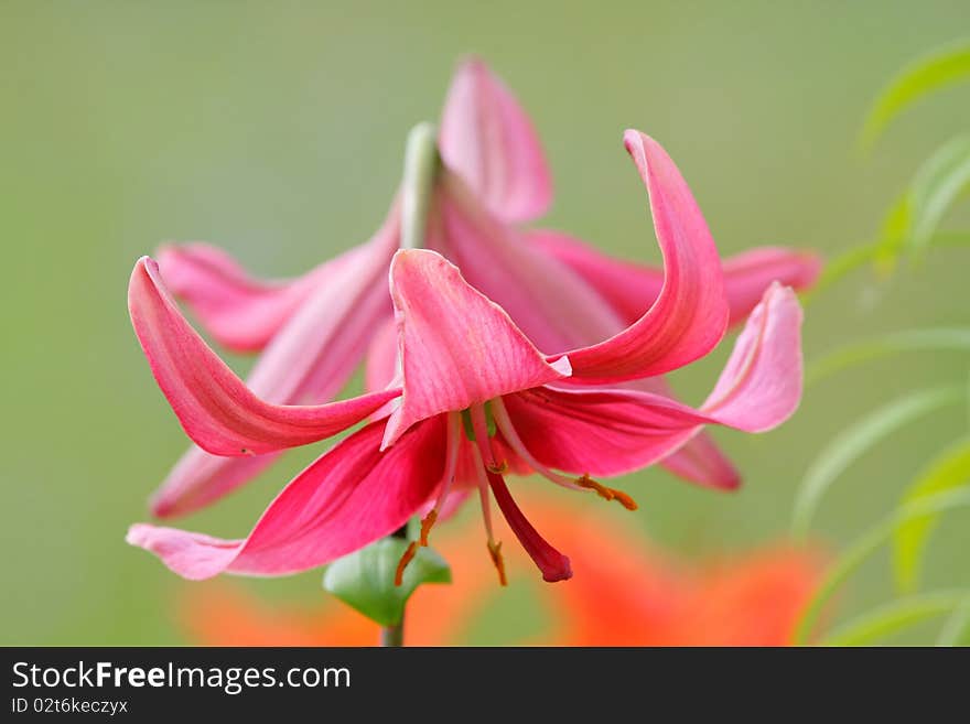 Green grass with lillies in summer day. Green grass with lillies in summer day.