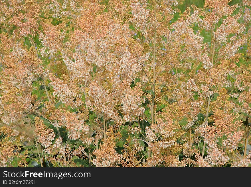 Green grass with flowers in summer day.